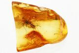 Three Fossil True Midges (Chironomidae) in Baltic Amber #352747-1